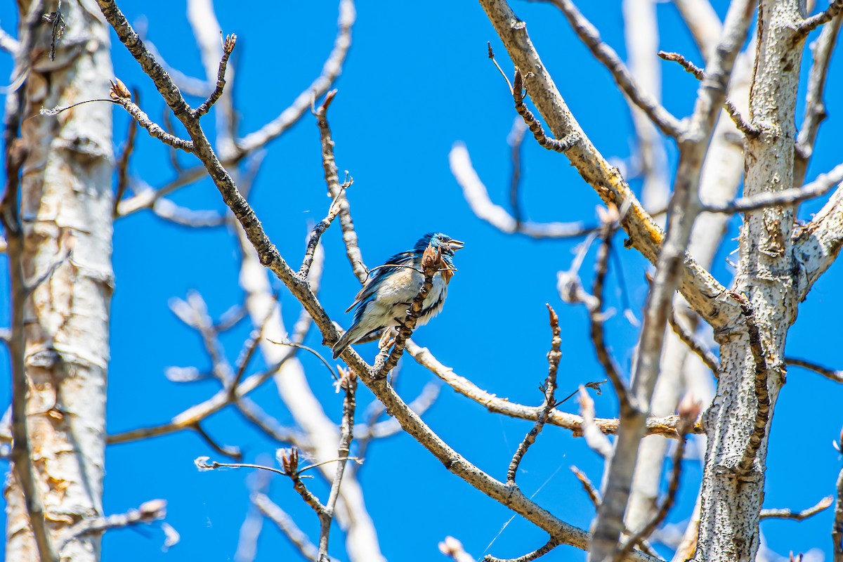 Lazuli Bunting - ML620871314