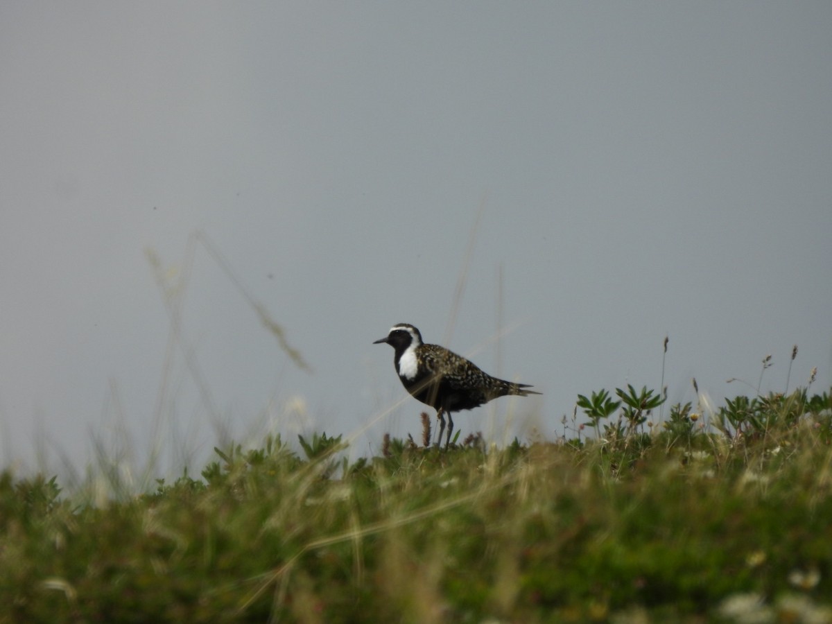 American Golden-Plover - ML620871320