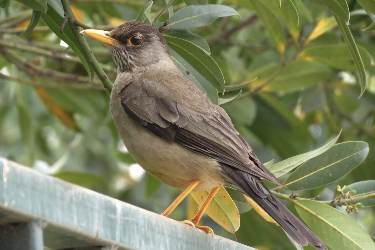 Austral Thrush - Javiera Gutiérrez