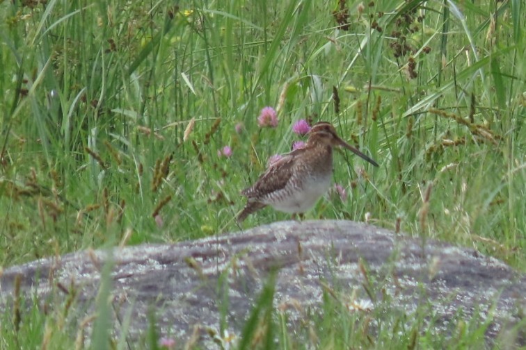 Wilson's Snipe - ML620871324