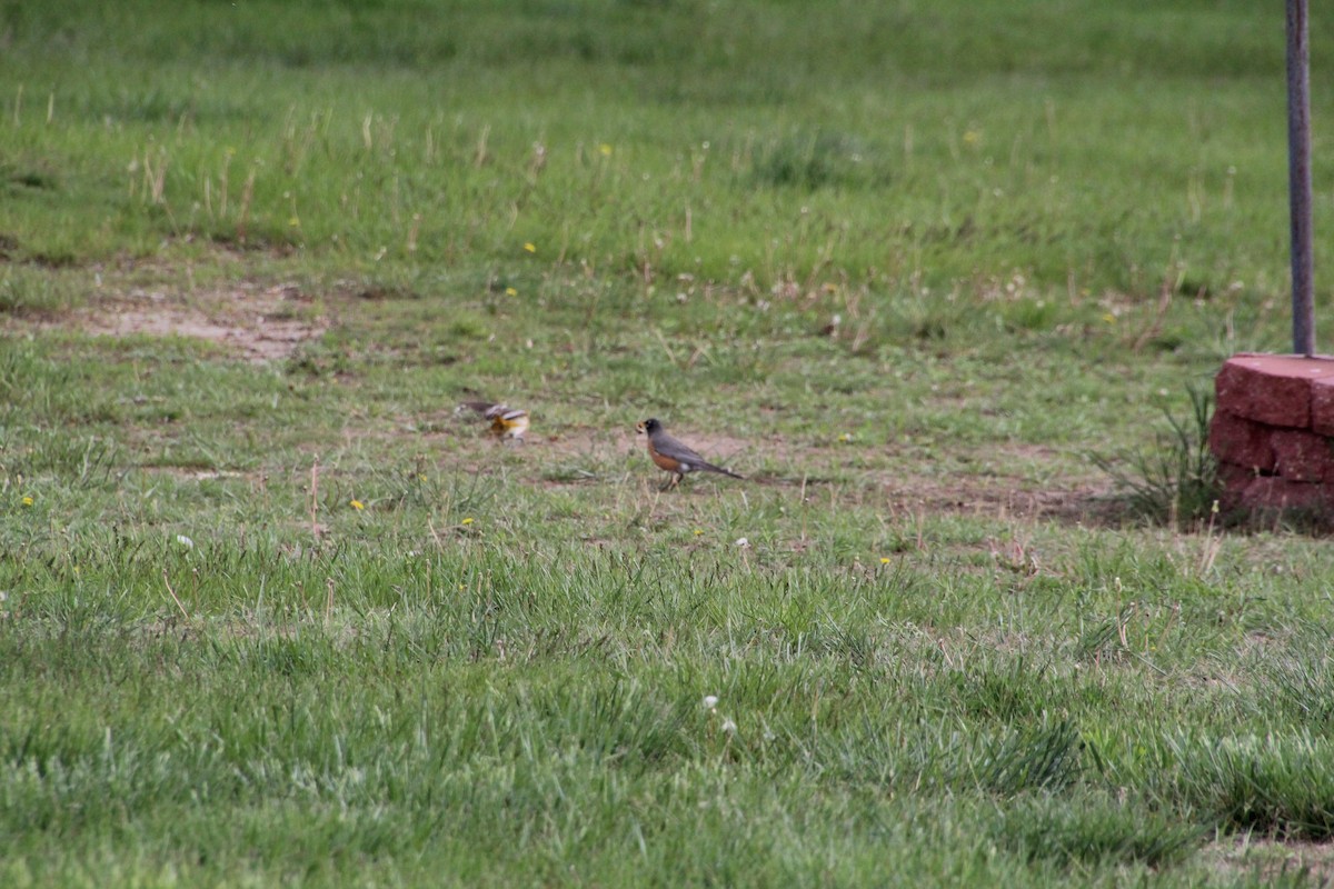 American Robin - ML620871326