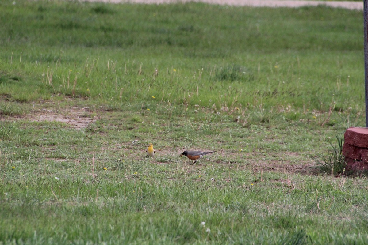 American Robin - ML620871327