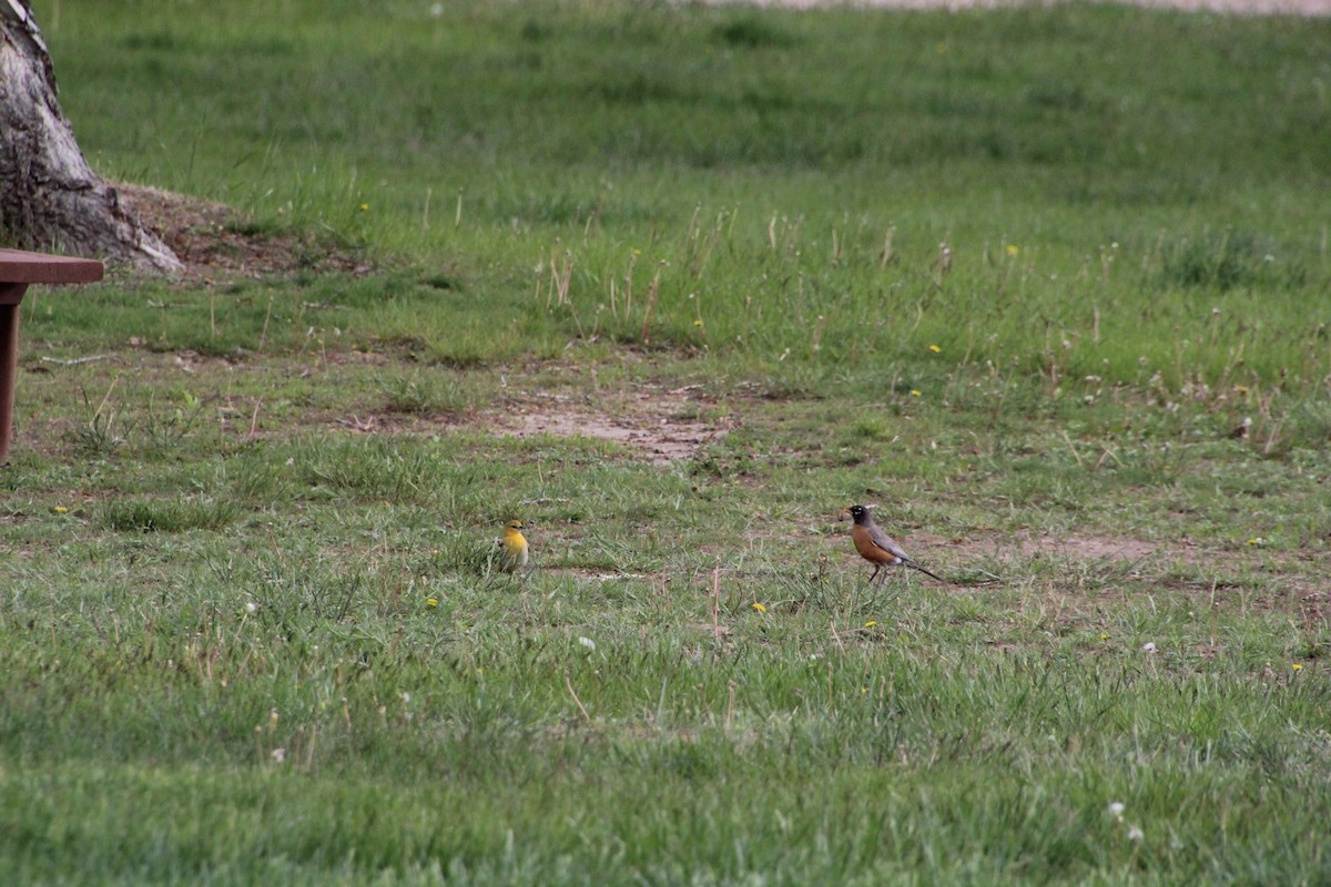 American Robin - ML620871330