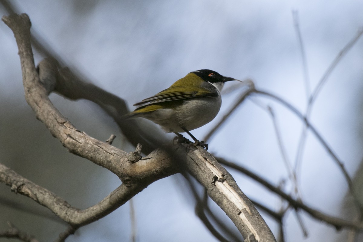 White-naped Honeyeater - ML620871336