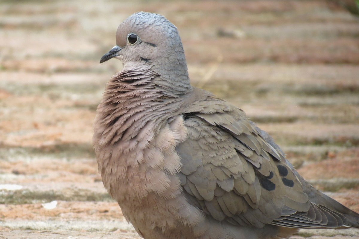 Eared Dove - Javiera Gutiérrez