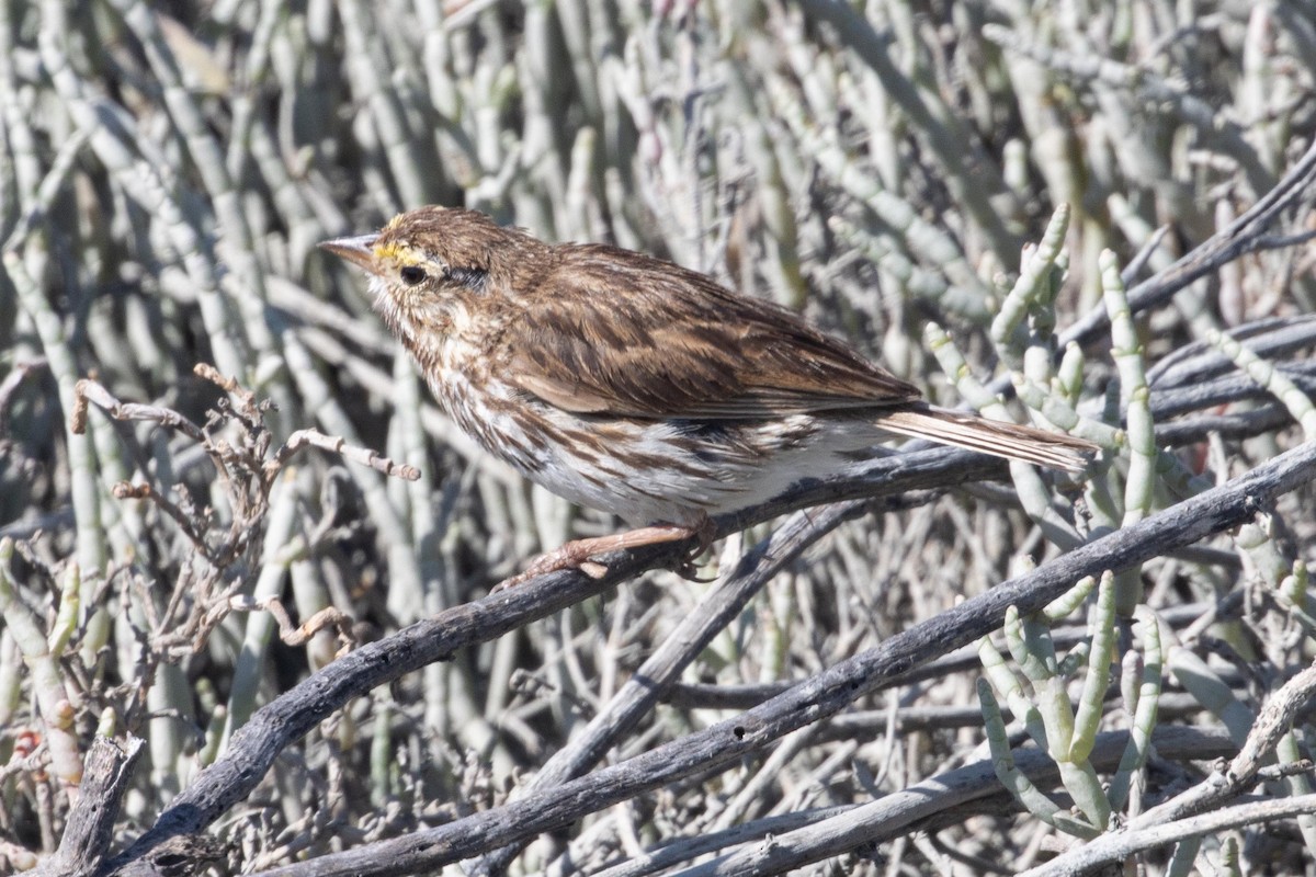 Savannah Sparrow - ML620871344