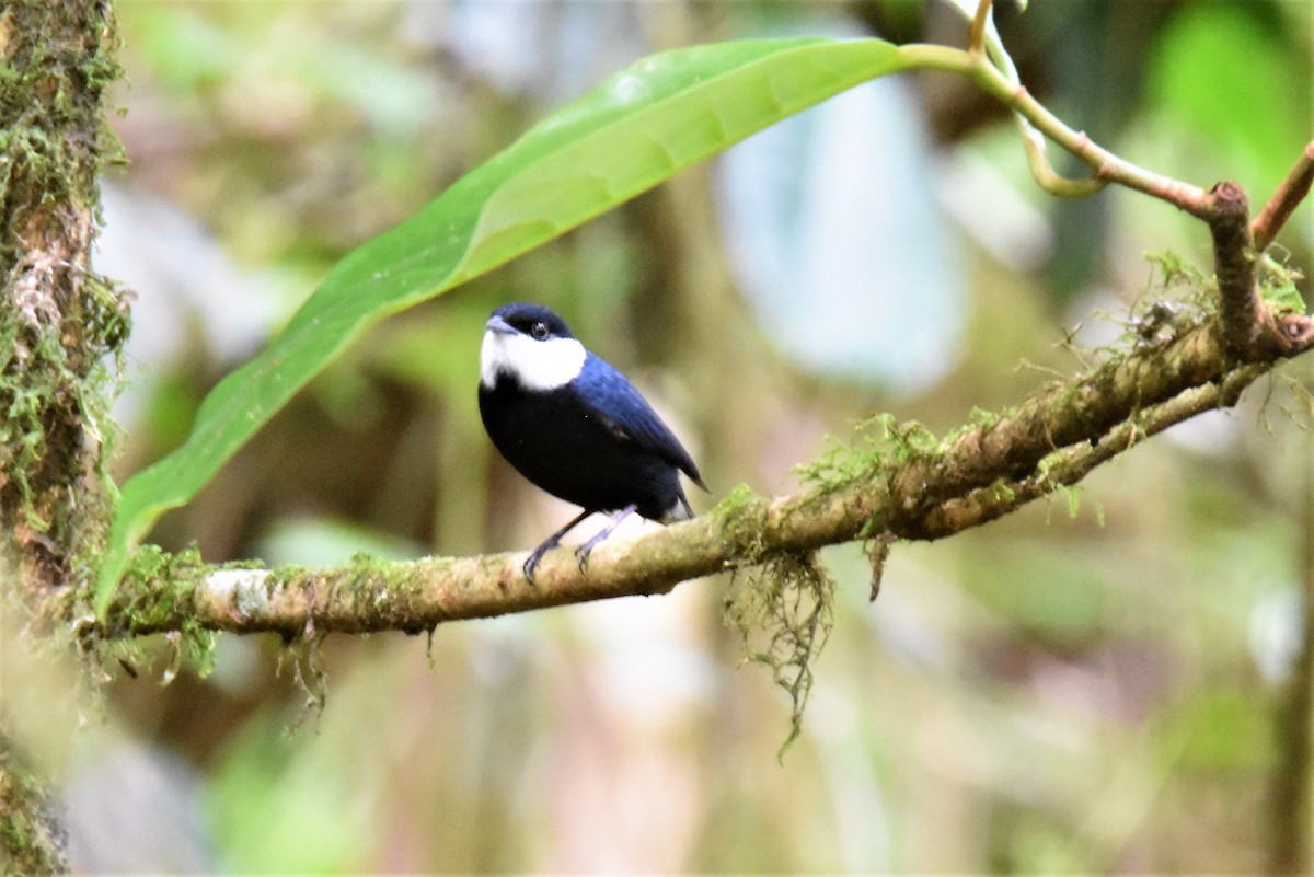 White-ruffed Manakin - ML620871346