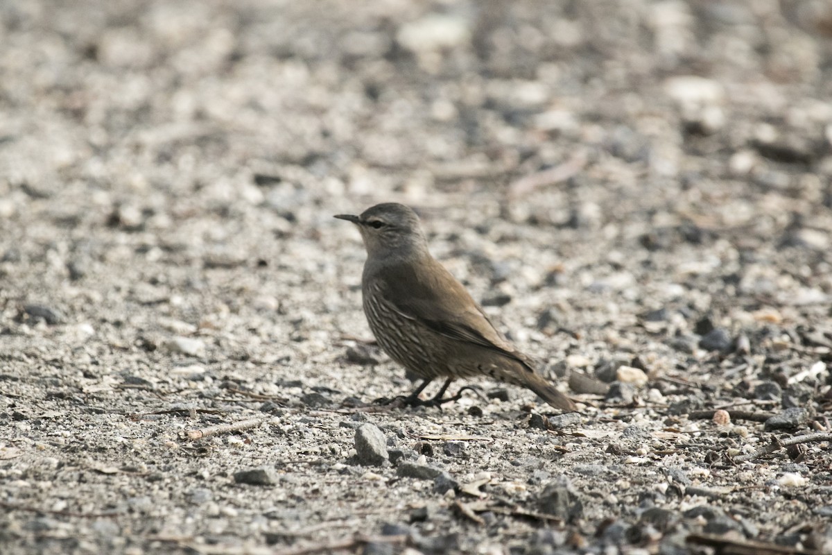 Brown Treecreeper - ML620871351