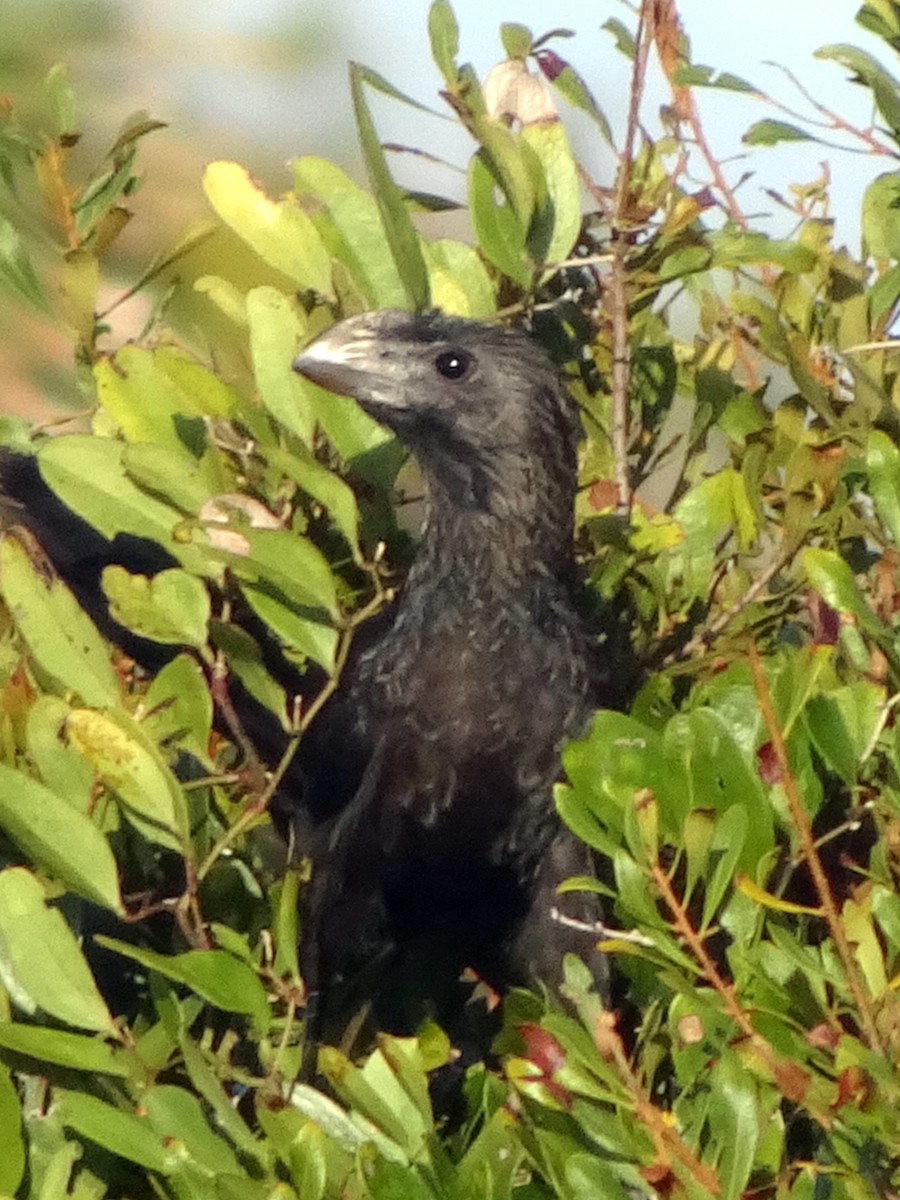 Smooth-billed Ani - ML620871357