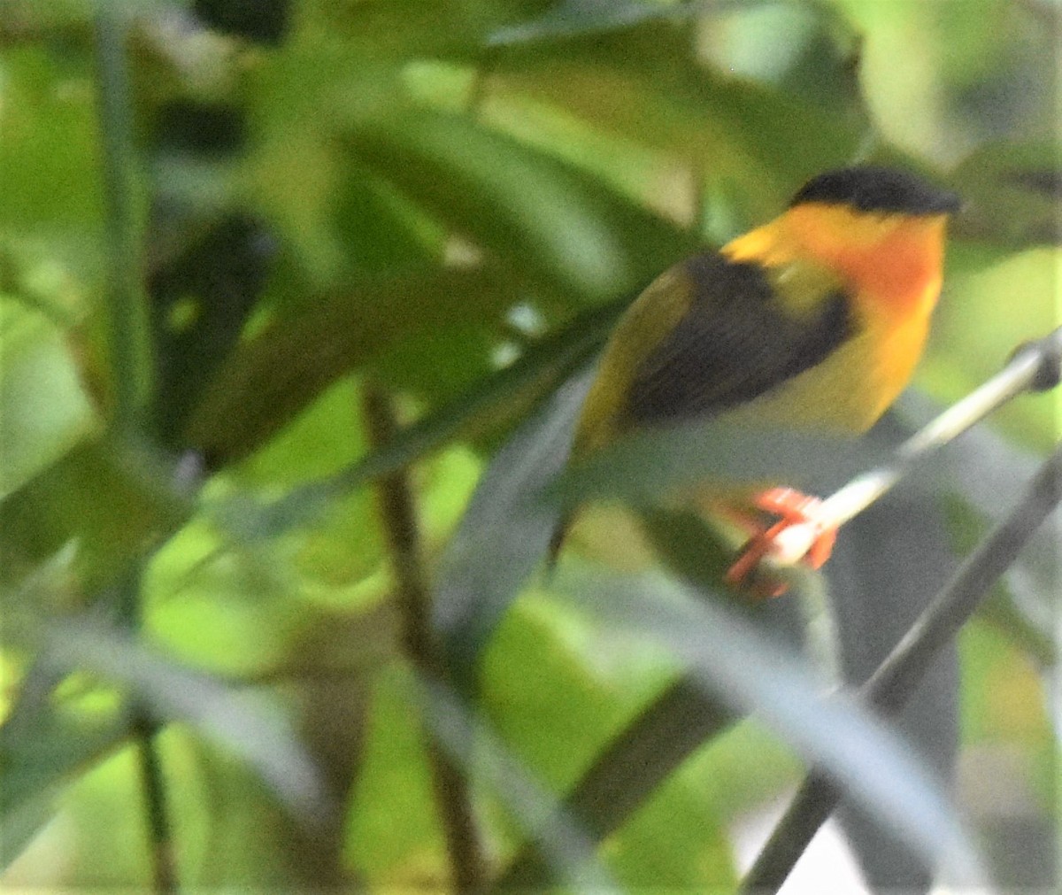 Orange-collared Manakin - ML620871359