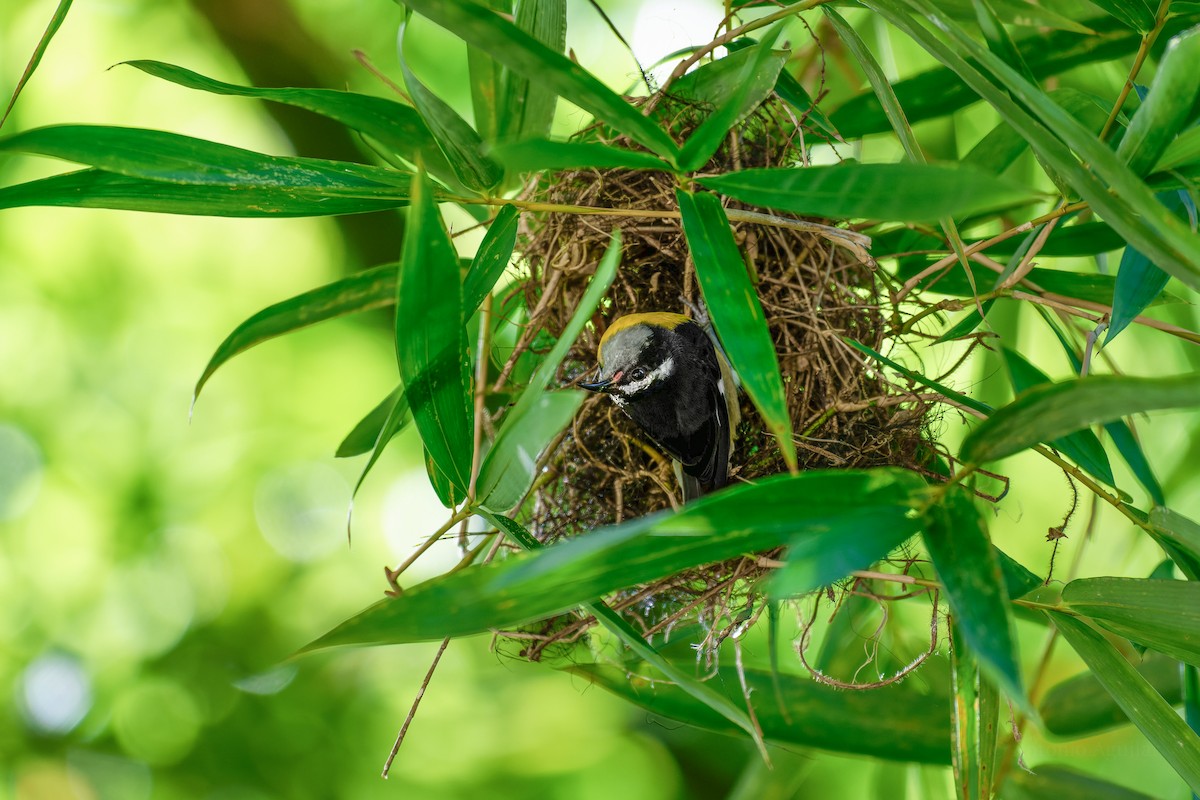 Bananaquit (Puerto Rico) - ML620871361