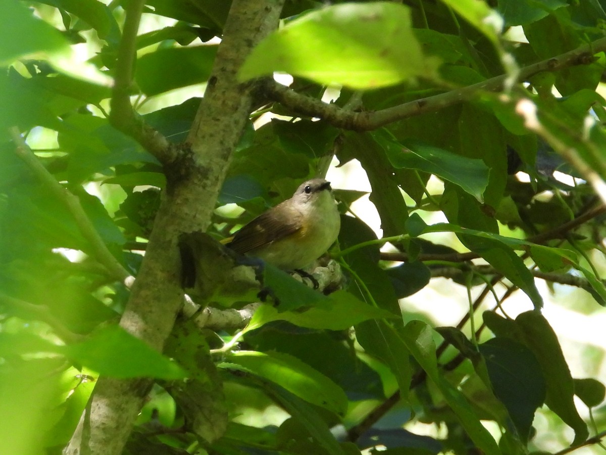 rødstjertparula - ML620871363