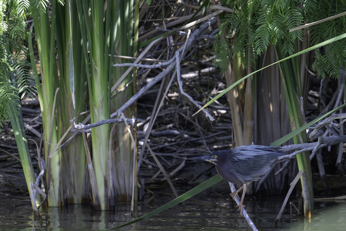 Green Heron - ML620871365