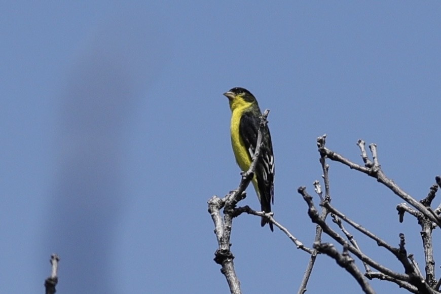 Lesser Goldfinch - ML620871373