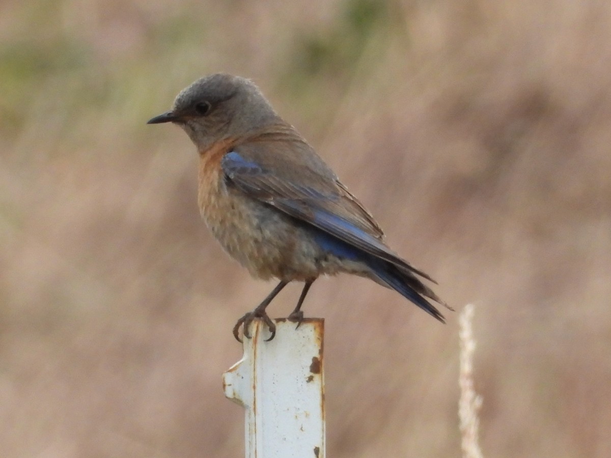 Western Bluebird - ML620871379