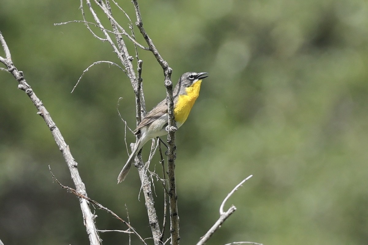 Yellow-breasted Chat - ML620871385