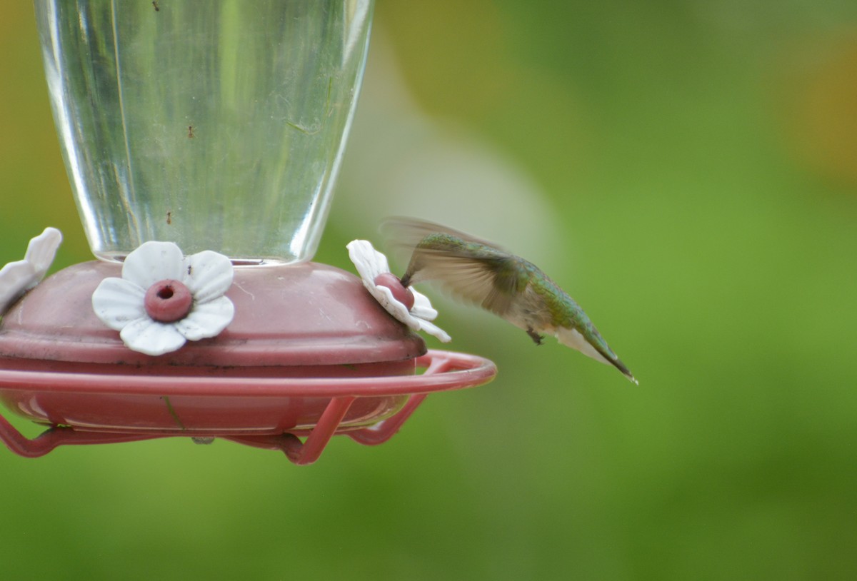 Ruby-throated Hummingbird - Mark Nisbet