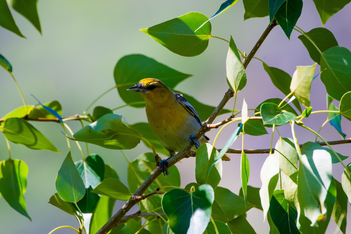 Bullock's Oriole - ML620871400