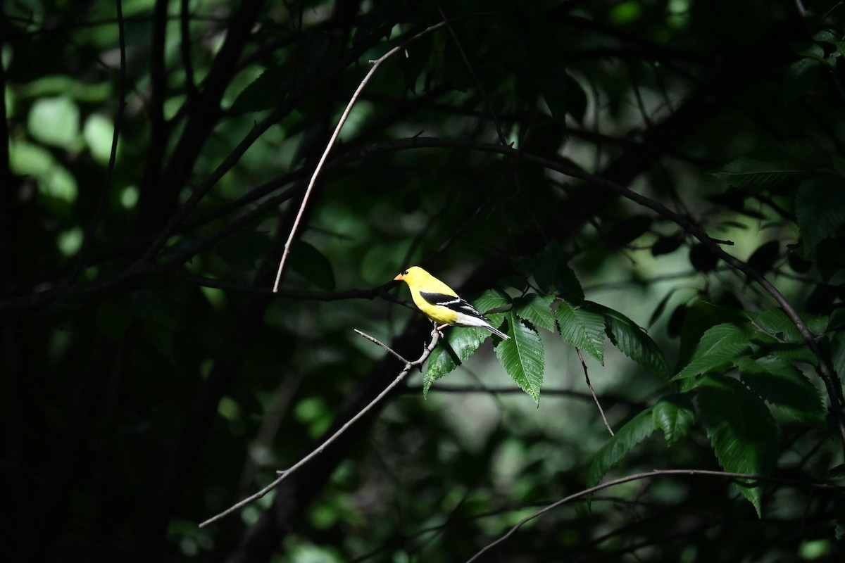 American Goldfinch - ML620871411