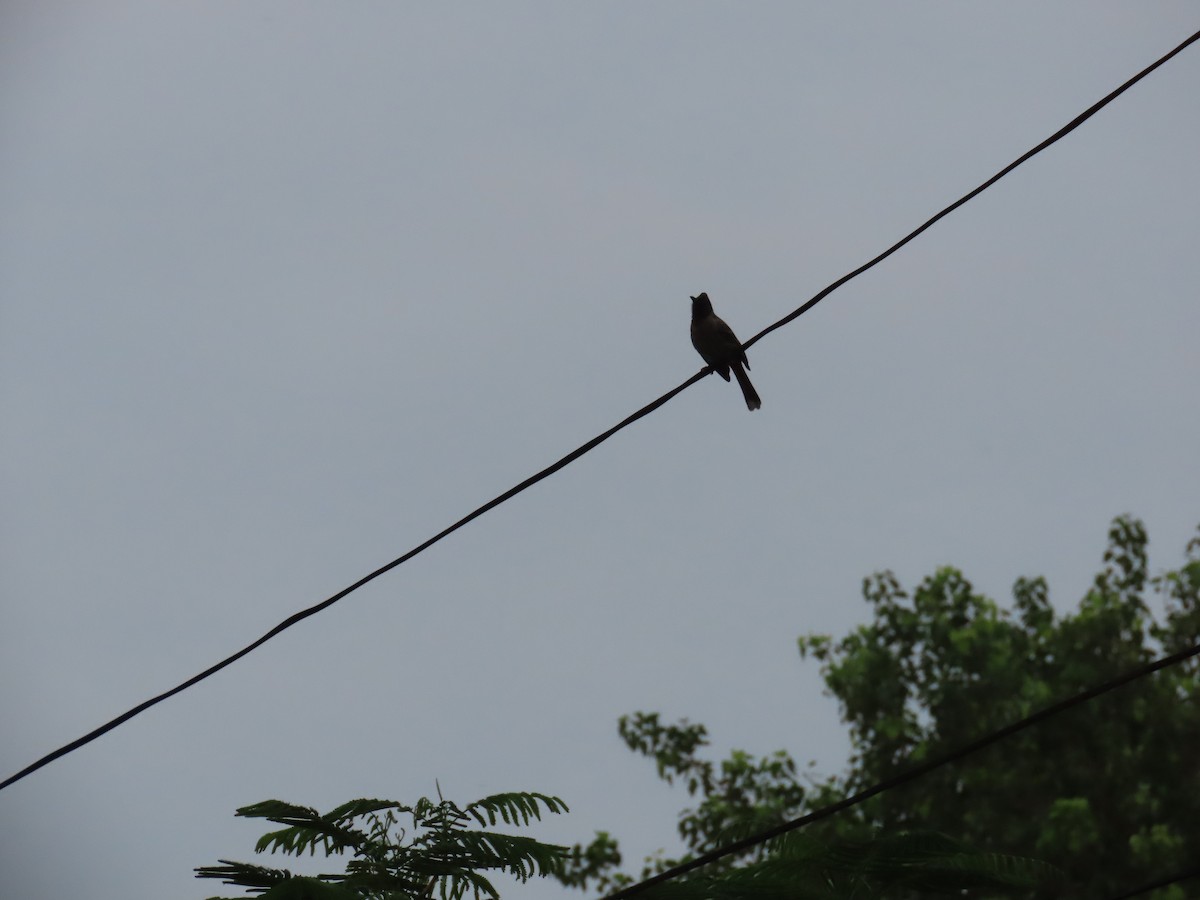 Red-vented Bulbul - ML620871413