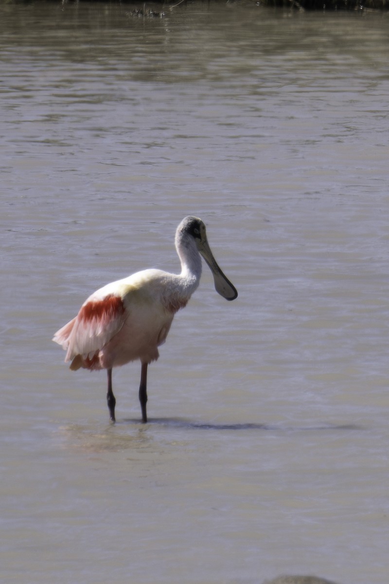 Roseate Spoonbill - ML620871415