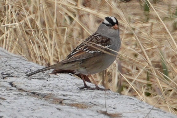 White-crowned Sparrow - Sandy Mico