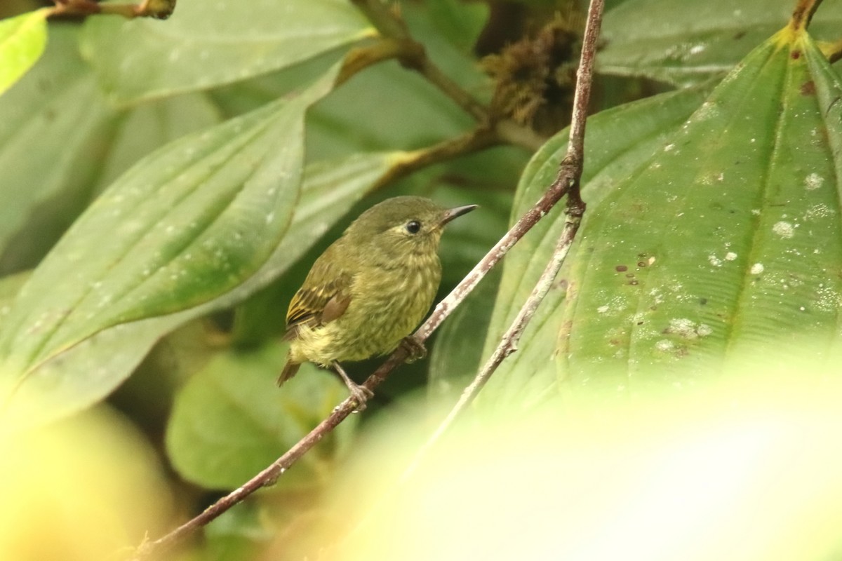 Olive-striped Flycatcher - ML620871427