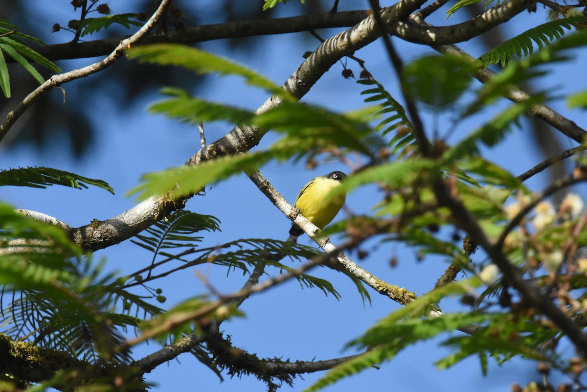 Common Tody-Flycatcher - ML620871443