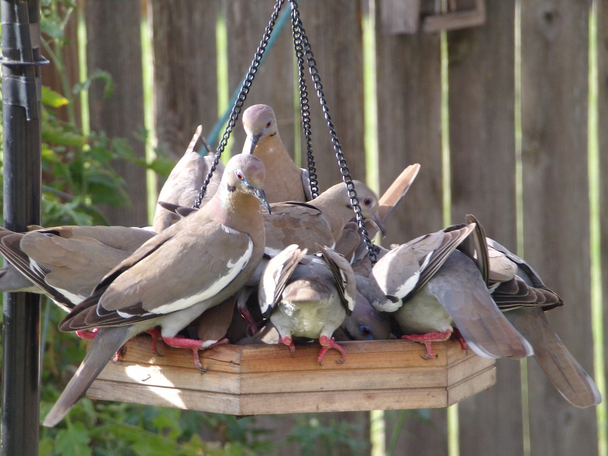 White-winged Dove - ML620871445