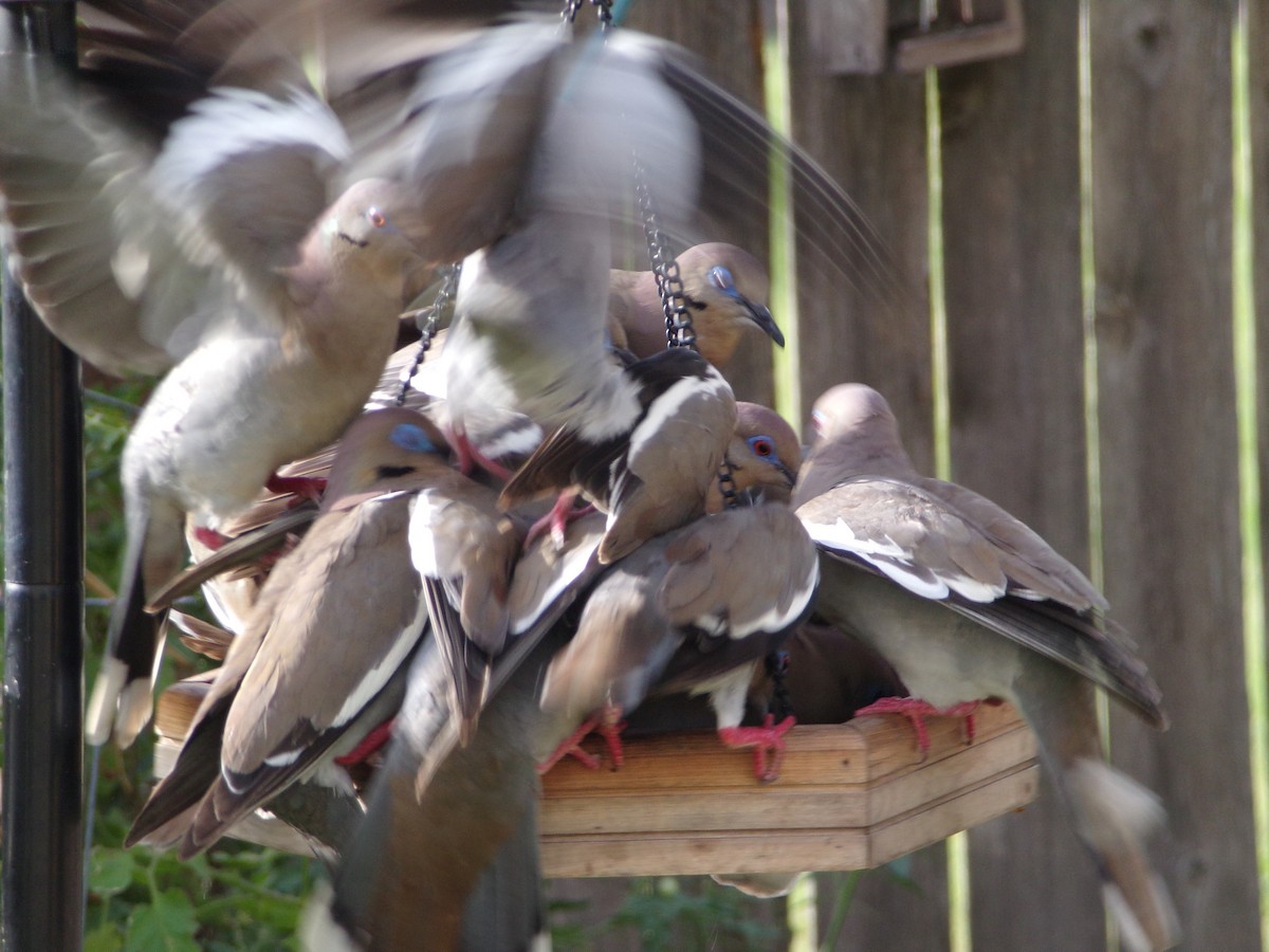 White-winged Dove - ML620871448