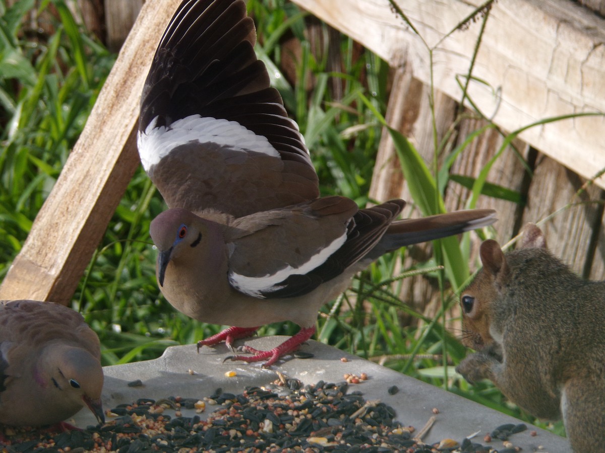 White-winged Dove - ML620871449