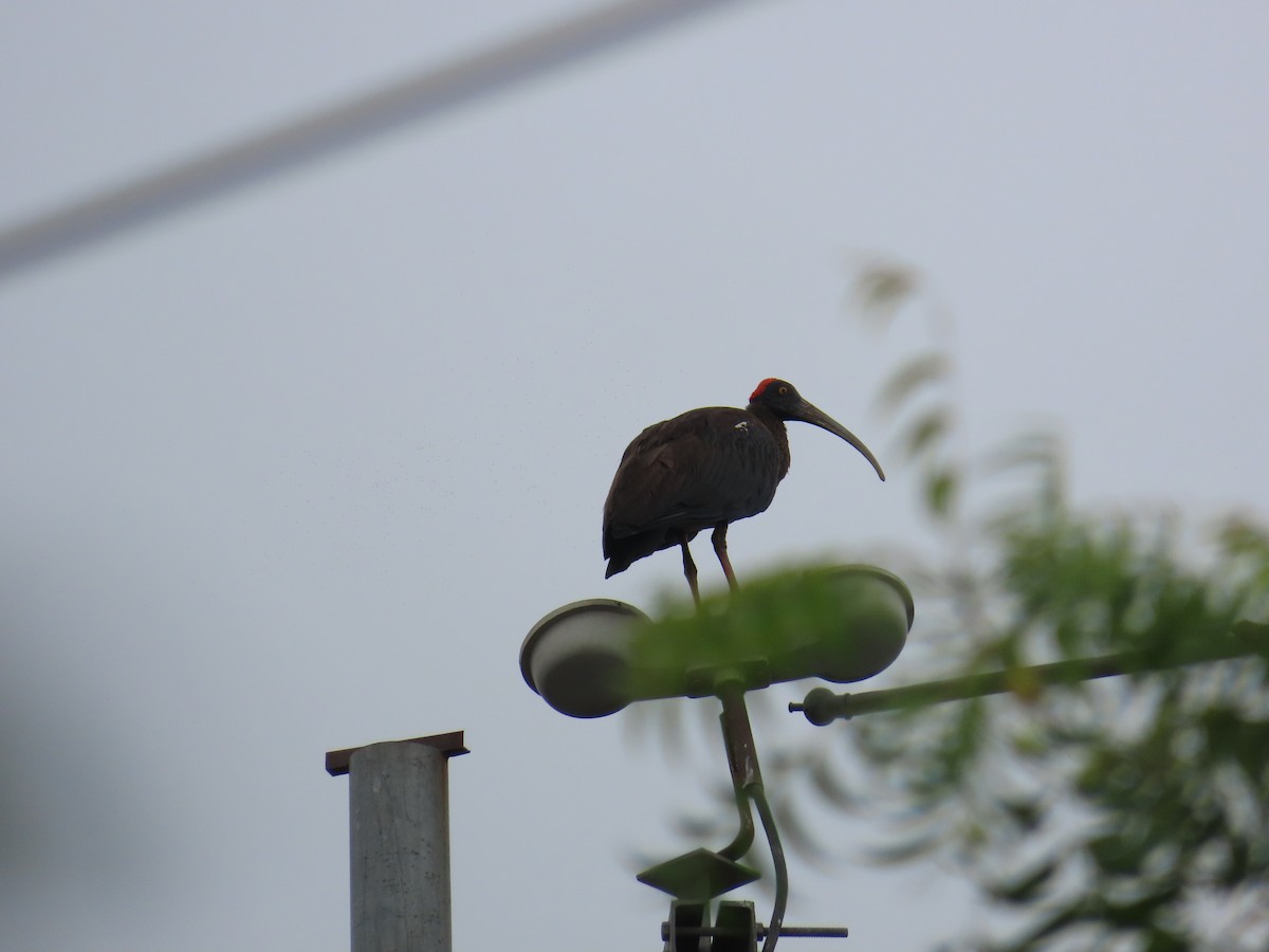 Red-naped Ibis - ML620871450