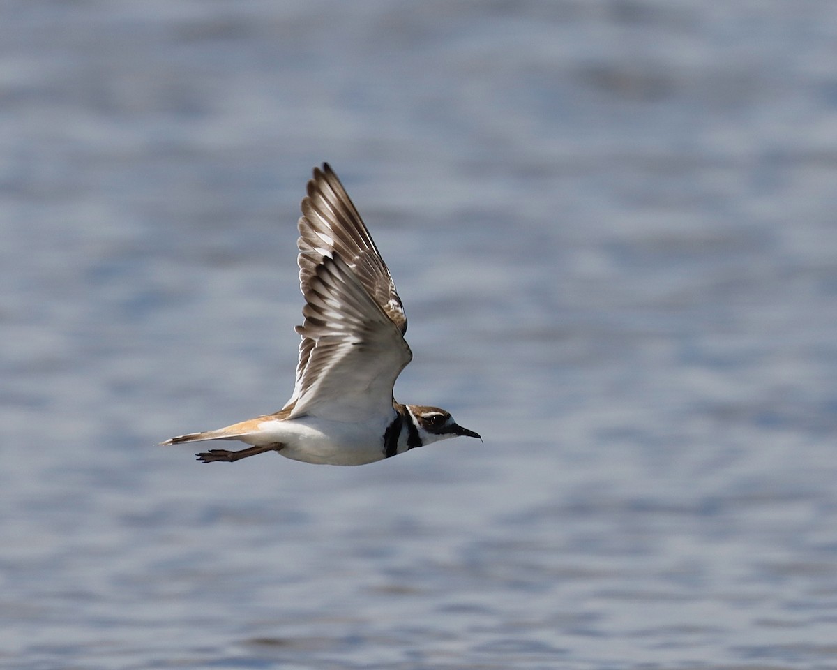 Killdeer - ML620871451