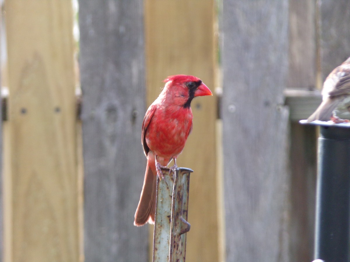 Cardinal rouge - ML620871460