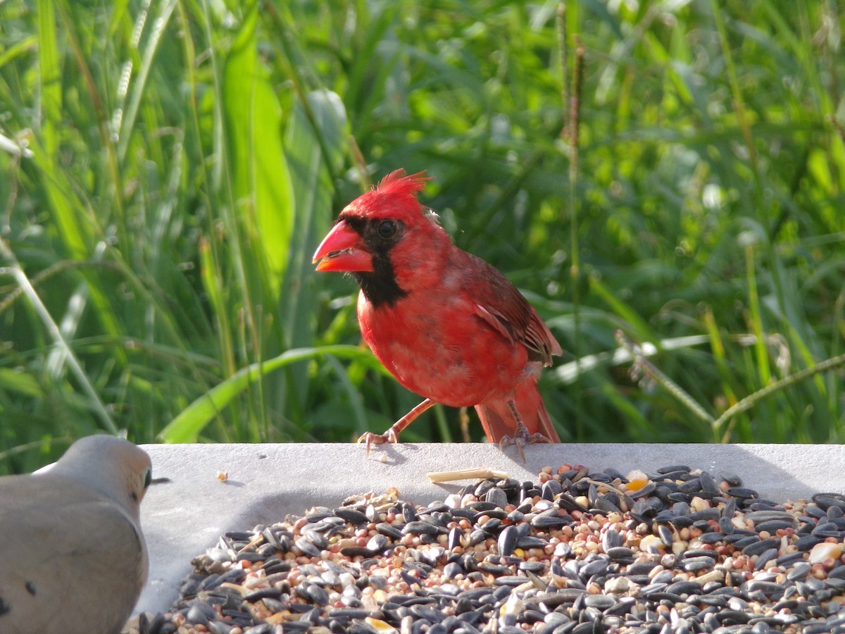 Cardinal rouge - ML620871461