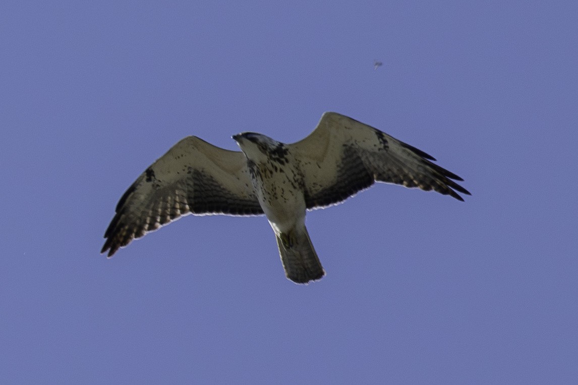 Swainson's Hawk - ML620871467