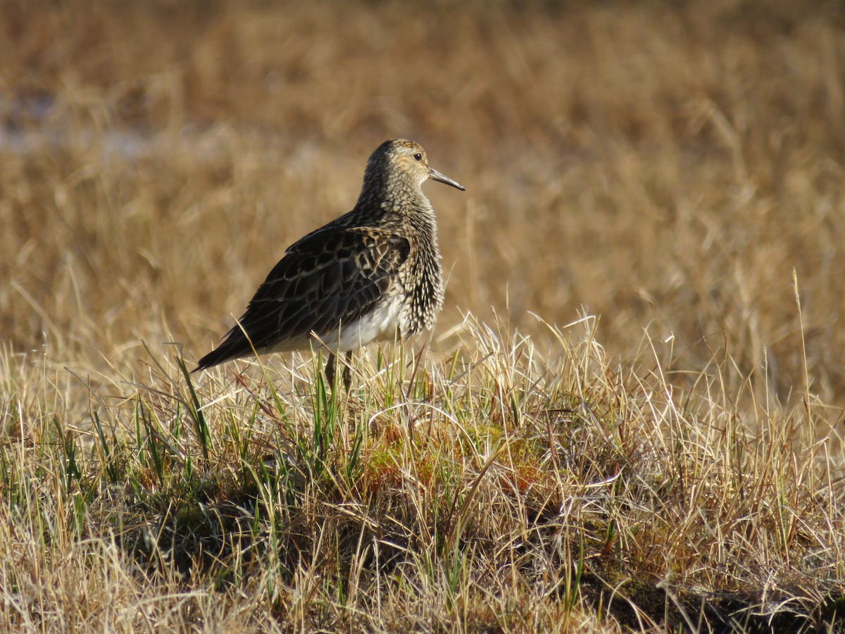 Pectoral Sandpiper - ML620871468