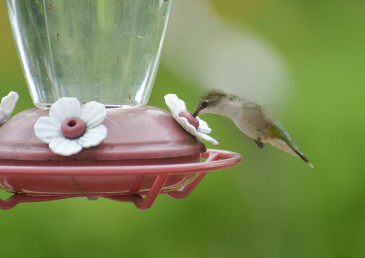 Colibri à gorge rubis - ML620871470