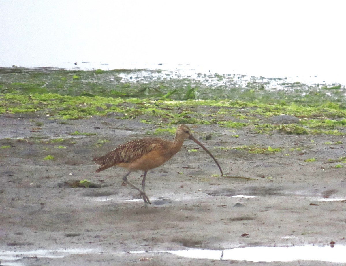 Long-billed Curlew - ML620871472