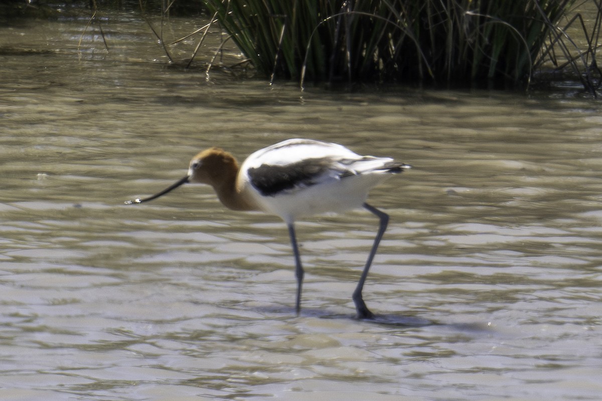 Avocette d'Amérique - ML620871481