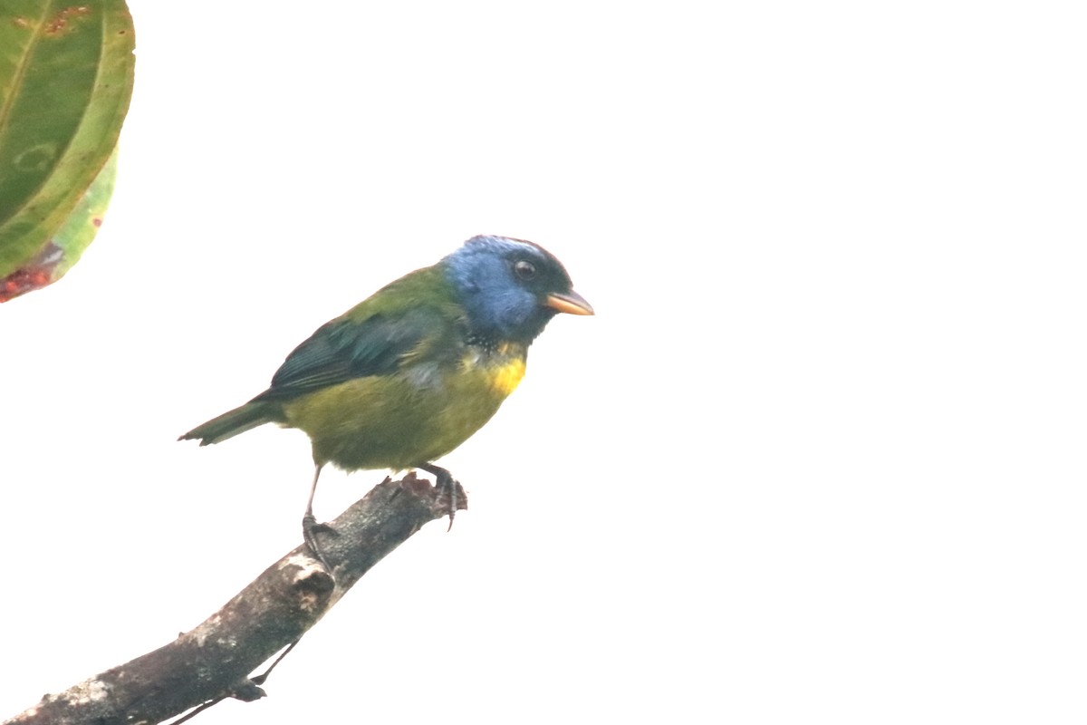 Moss-backed Tanager - ML620871485