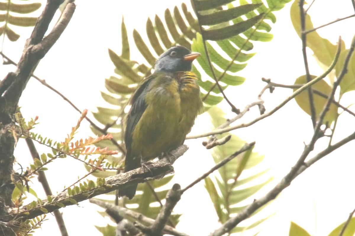 Moss-backed Tanager - ML620871486