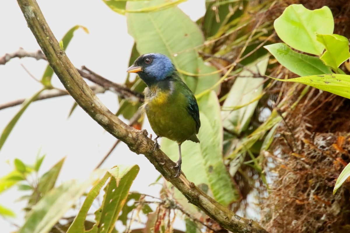Moss-backed Tanager - ML620871487