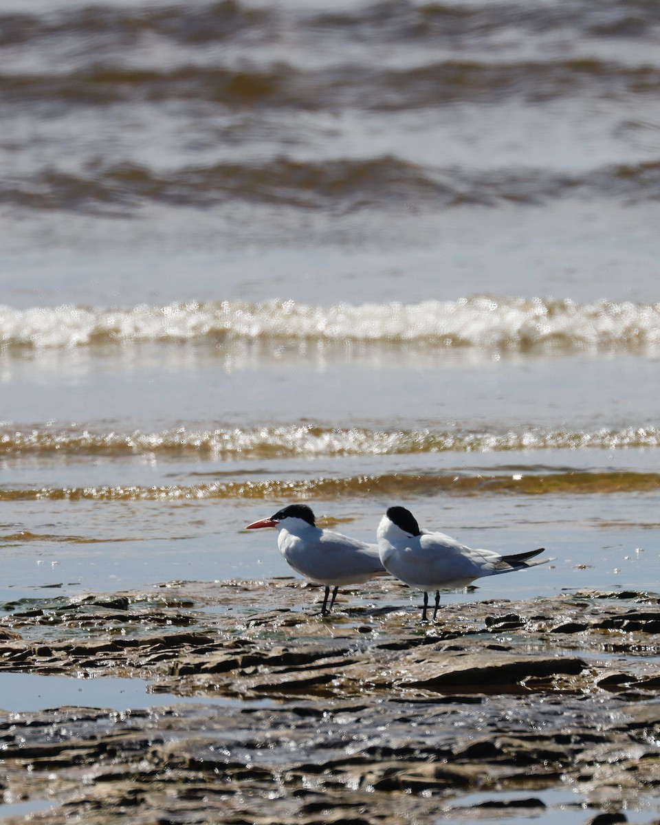 Caspian Tern - Sue Kurtz