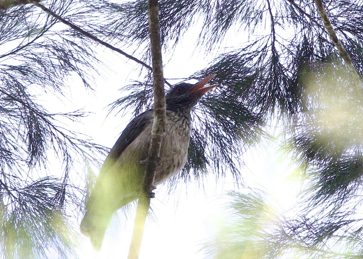 Brown Oriole - ML620871492