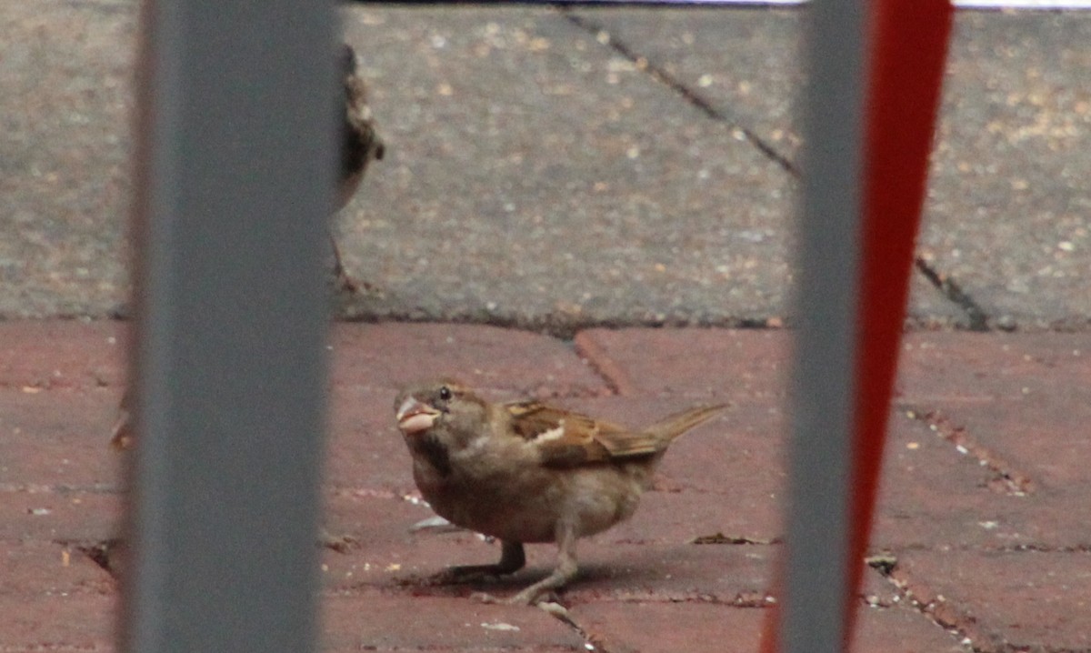 House Sparrow - ML620871503