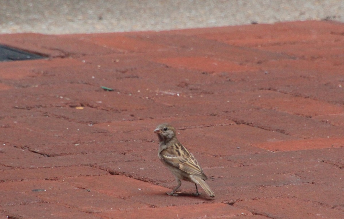 House Sparrow - ML620871505