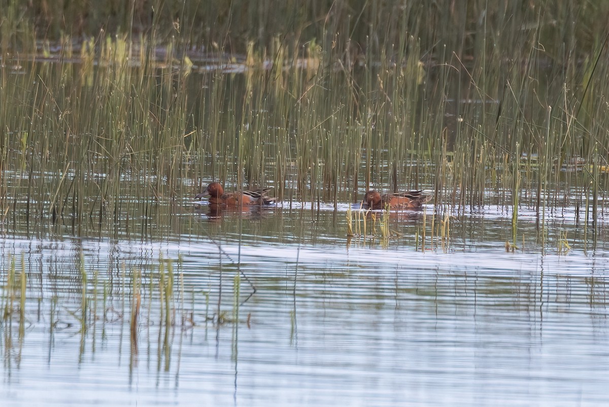 Cinnamon Teal - ML620871511