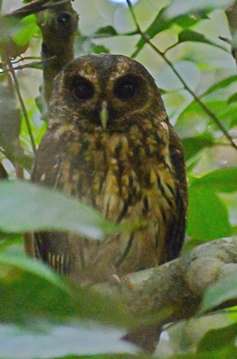 Mottled Owl - ML620871521