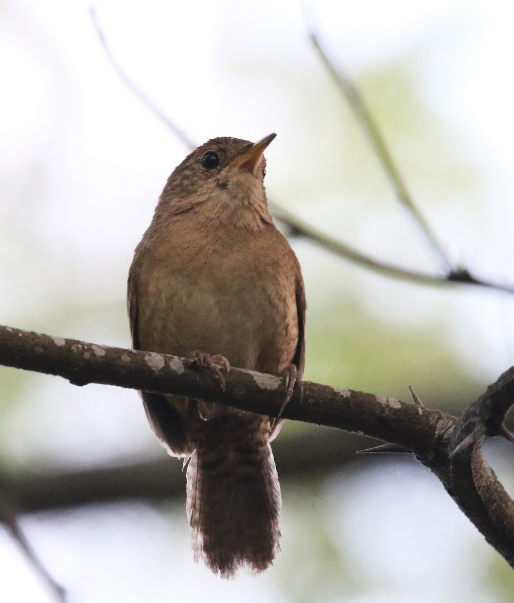 House Wren (Southern) - ML620871529